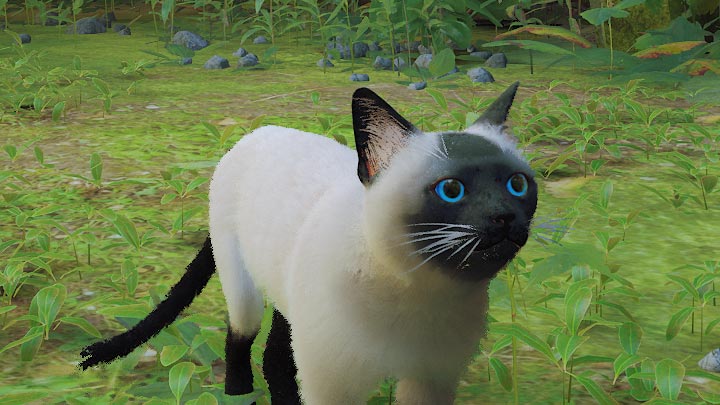 Stray mod Siamese cat Blue eye's v.1.0