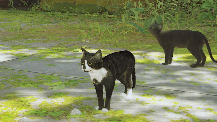 Stray mod Black white cat v.1.0